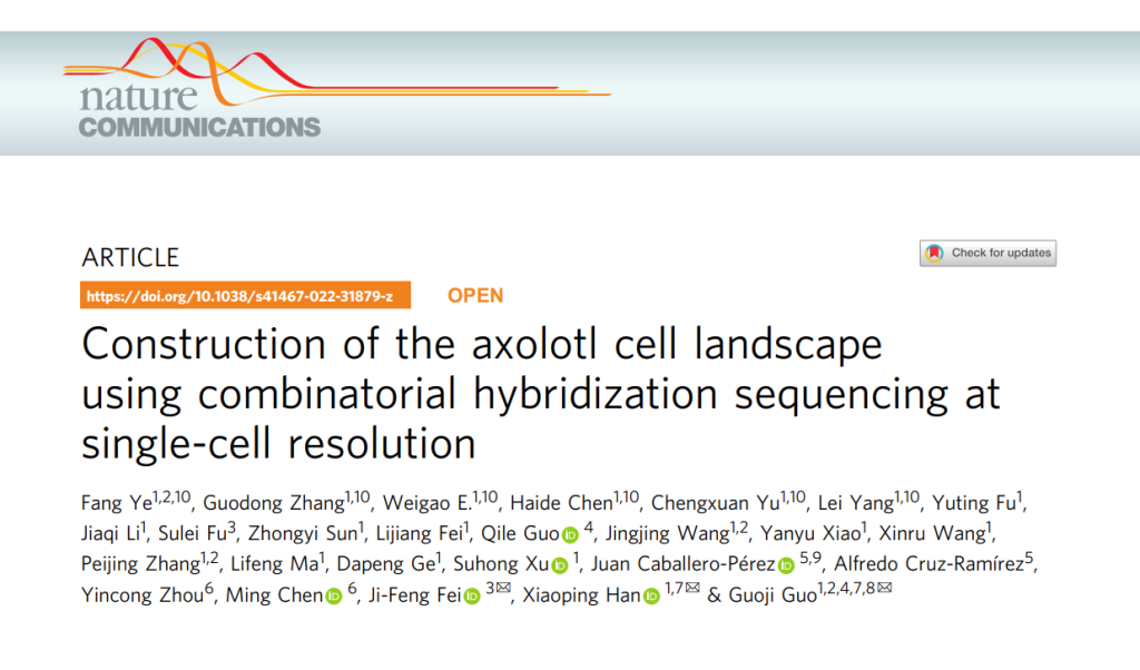 Ye F, Zhang G, Guo G, et al. Construction of the axolotl cell landscape using combinatorial hybridization sequencing at single-cell resolution