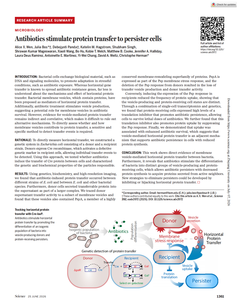 Antibiotics stimulate protein transfer to persister cells